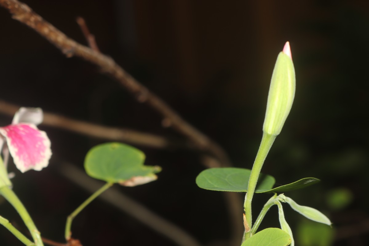 Bauhinia monandra Kurz